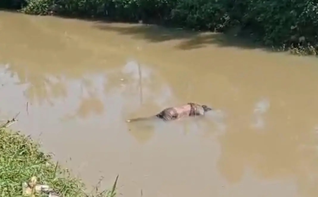 Warga Gempar! Sesosok Mayat Pria Ditemukan di Sungai Citarik