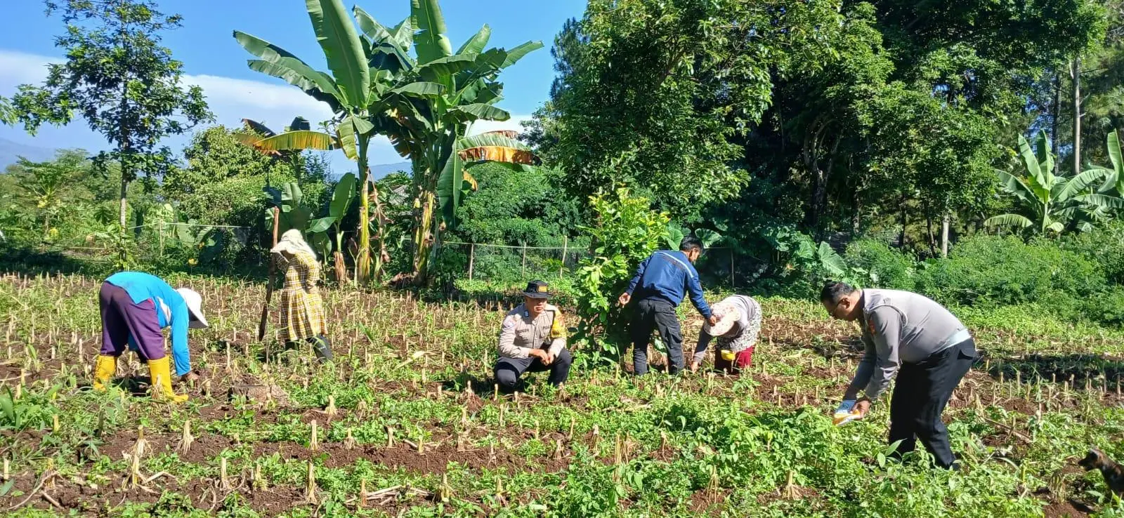 Panen Raya Usai, Polisi di Ciparay Langsung Dampingi Penanaman Jagung Hibrida Baru