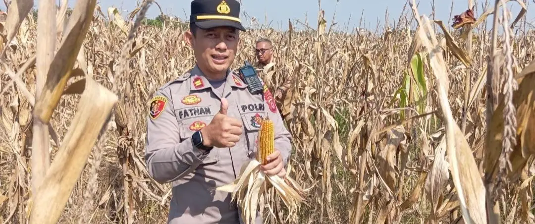 Kapolsek Solokanjeruk Pimpin Panen Raya Jagung Pipil Di Wilayah Desa Padamukti