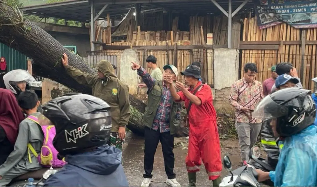 Camat Ciparay Anjar Lugiyana Laporkan Angin Kencang, Pohon Tumbang Lumpuhkan Jalur Ciparay–Pacet