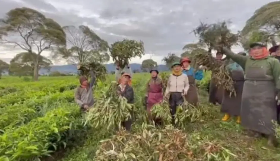 Kebun Teh Dirambah, “Petani Berdasi” Tak Tersentuh: Warga Desak Mabes Polri Turun ke Pangalengan