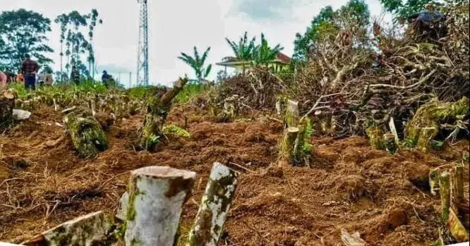 Klarifikasi PTPN 1 Regional 2 dan PD Nugraha Putra Terkait Dugaan Perusakan Lahan di Pangalengan